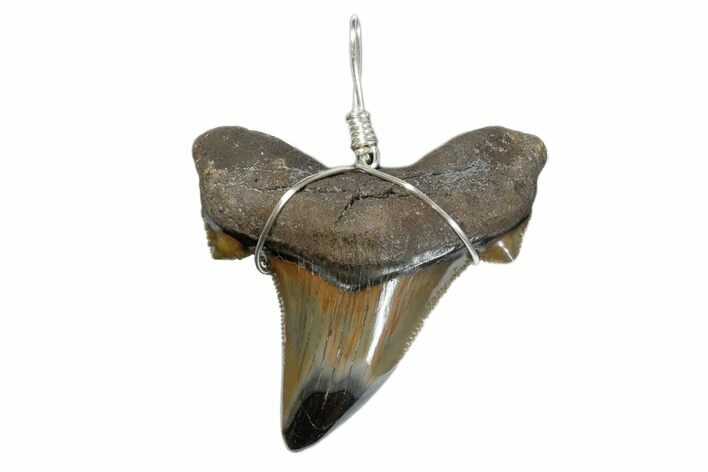 Serrated, Fossil Angustidens Shark Tooth Necklace #173884